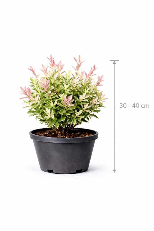 Salix integra 'Flamingo' 30 - 40