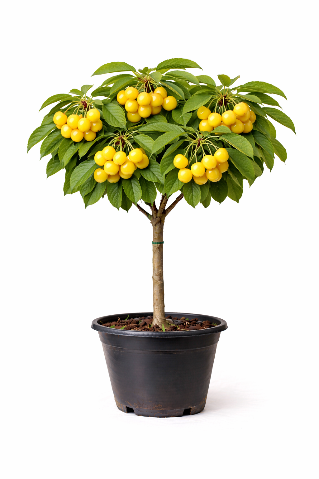 Prunus av. 'Dönissens Gelbe Knorpelk.' halfstam C7.5