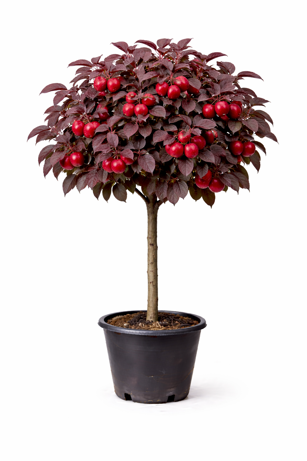 Malus ball. 'Red Leaf' 60 - 80