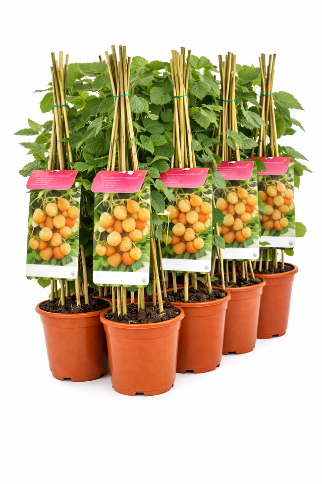 Rubus id. 'Fallgold' struik
