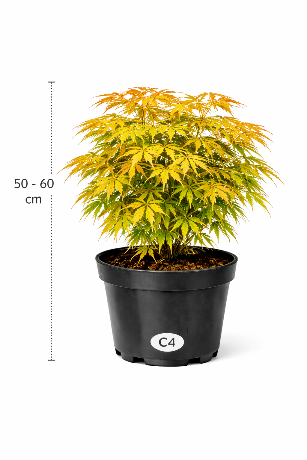 Acer palm. 'Orange Dream' 50 - 60 C4
