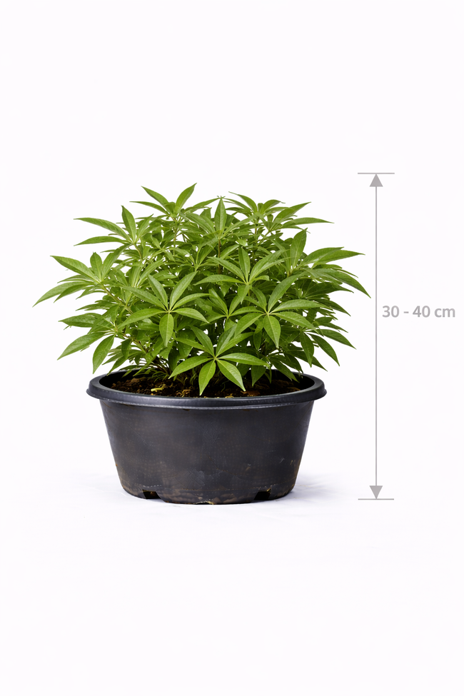 Vitex agnus-castus 30 - 40