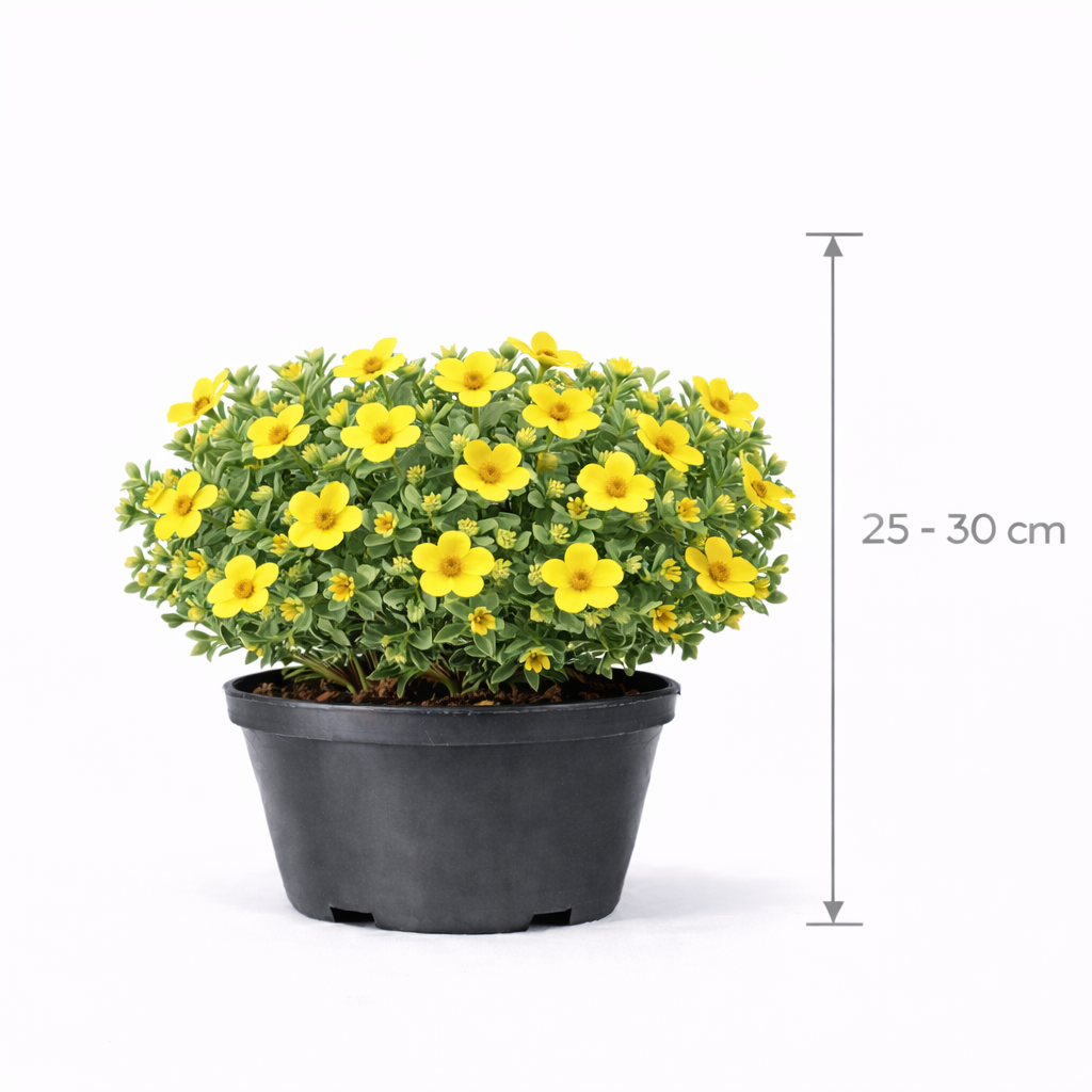 Potentilla frut. 'Goldteppich' 25 - 30