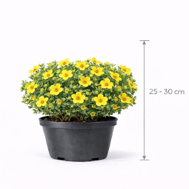 Potentilla frut. 'Goldteppich' 25 - 30