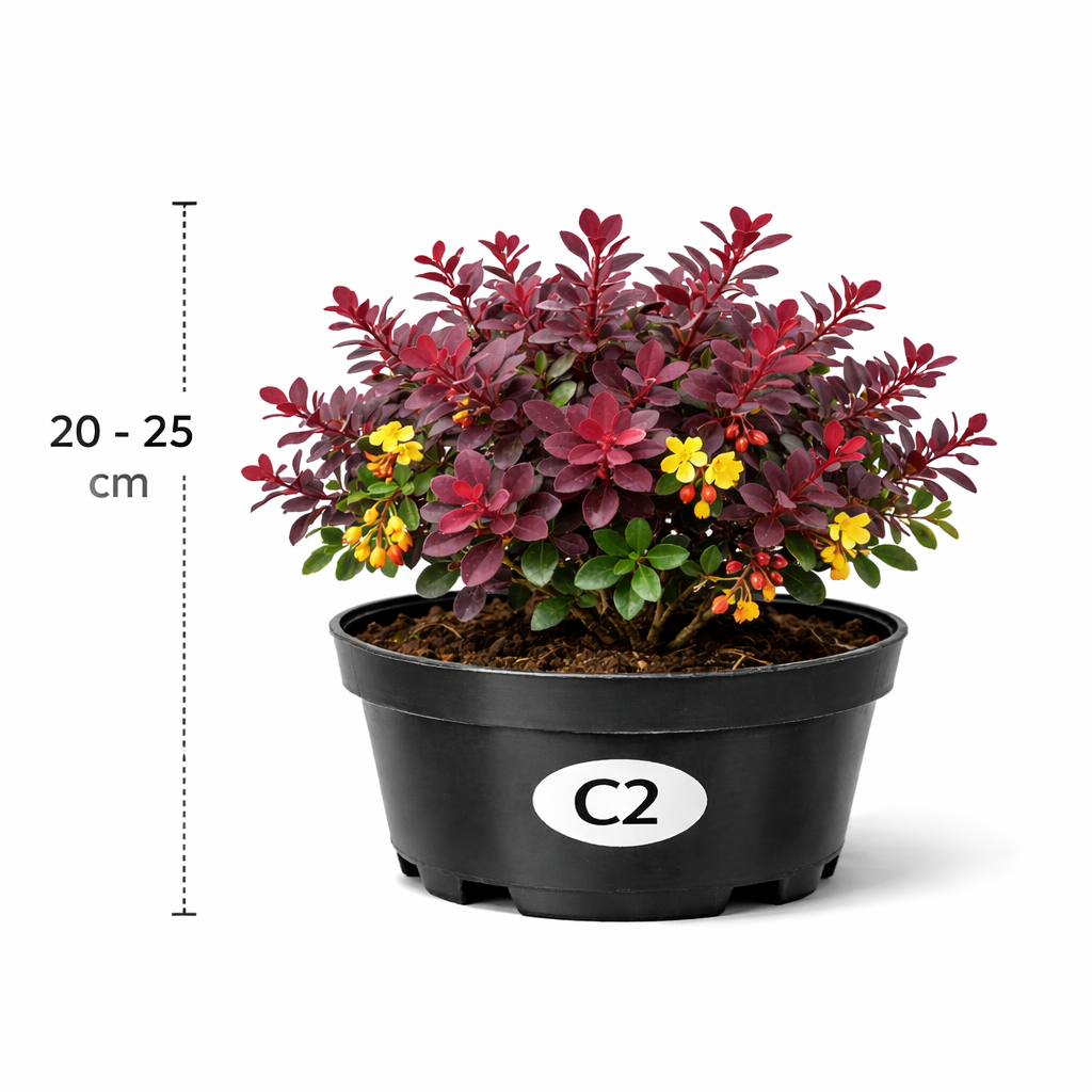 Berberis thunb. 'Atr. Nana' 20 - 25
