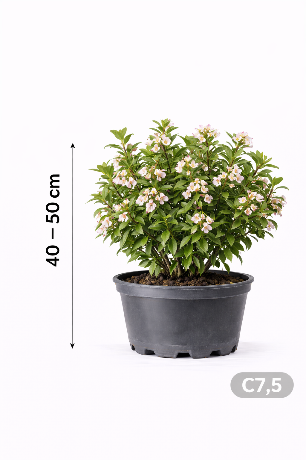 Escallonia hybr. 'Apple Blossom' 40 - 50