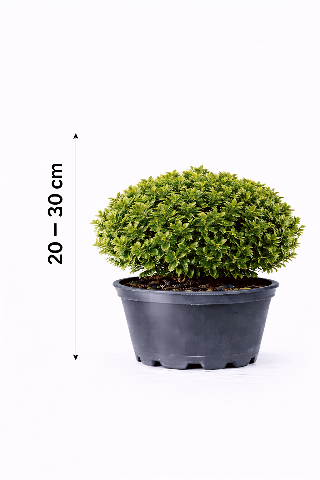 Euonymus jap. 'Microphyllus' 20 - 30