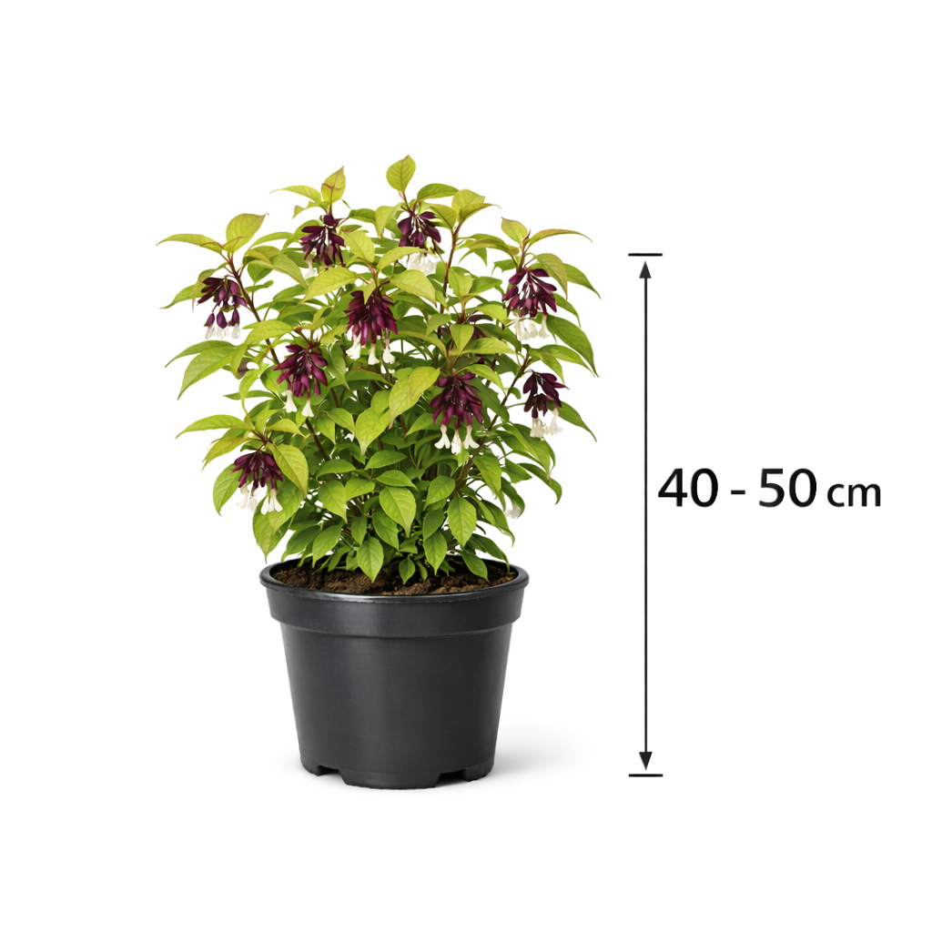 Leycesteria formosa 40 - 50