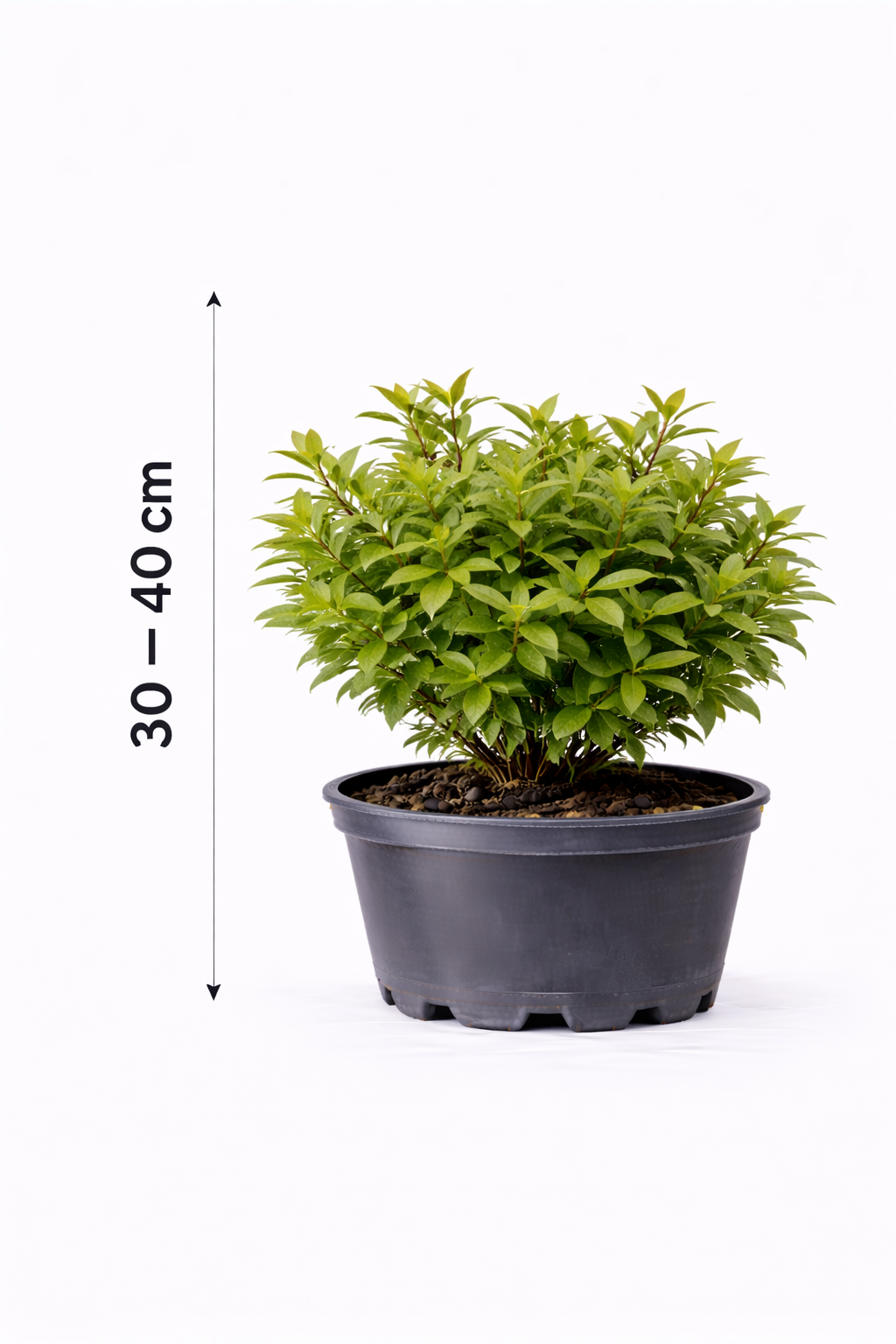 Euonymus alatus 30 - 40