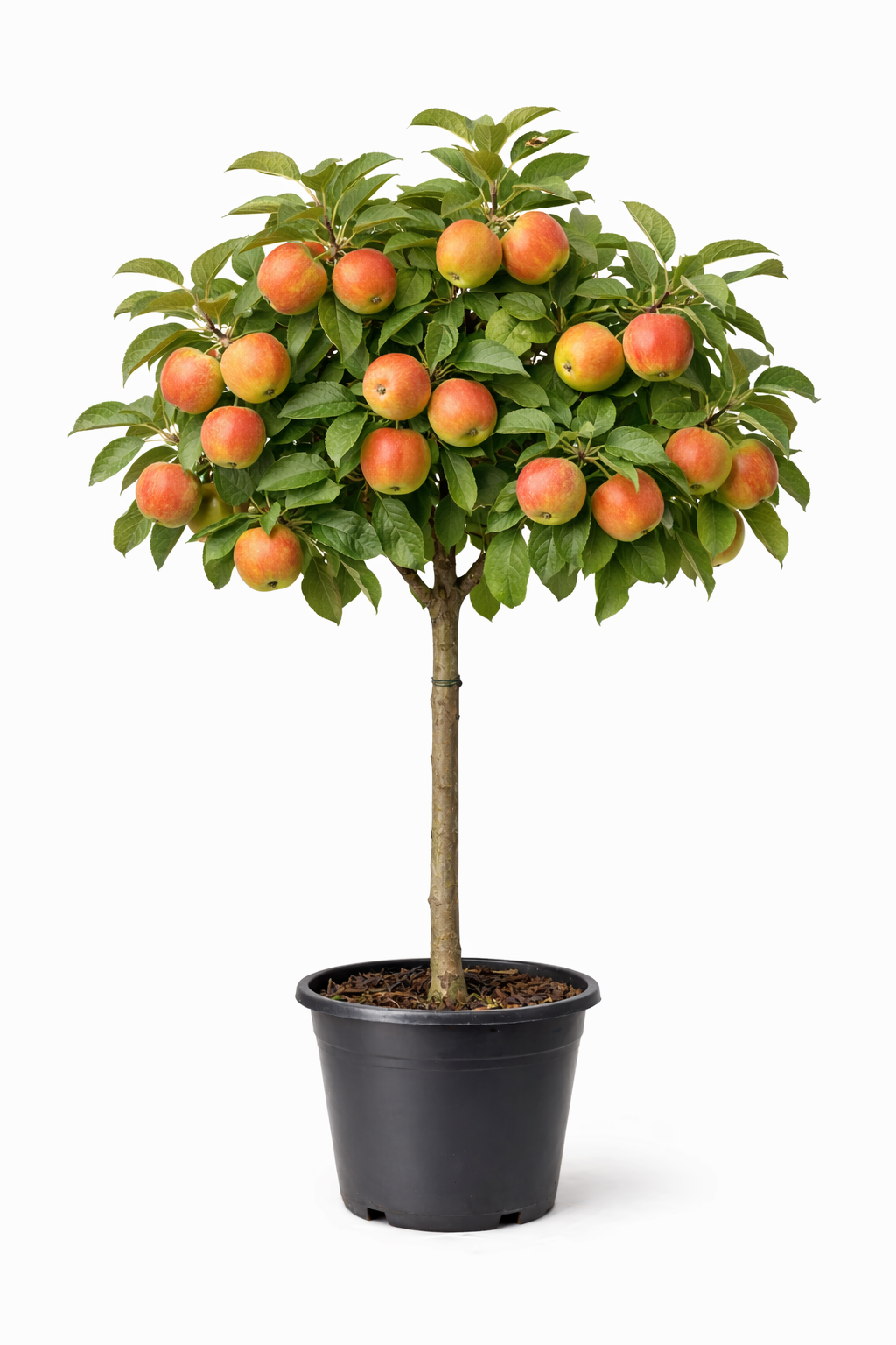 Malus d. 'Cox's Orange Pippin' halfstam c7.5