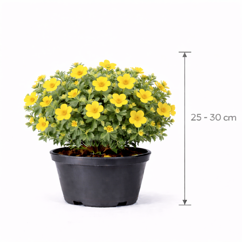 Potentilla frut. 'Goldstar' 25 - 30