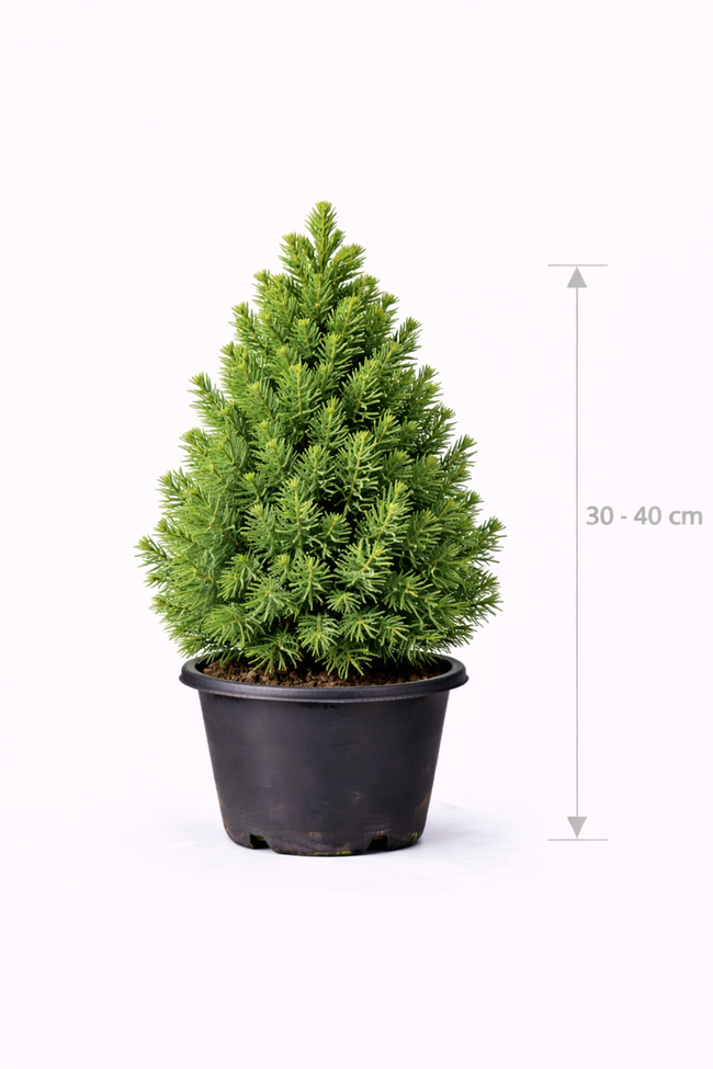 Picea glauca 'Conica' 30 - 40