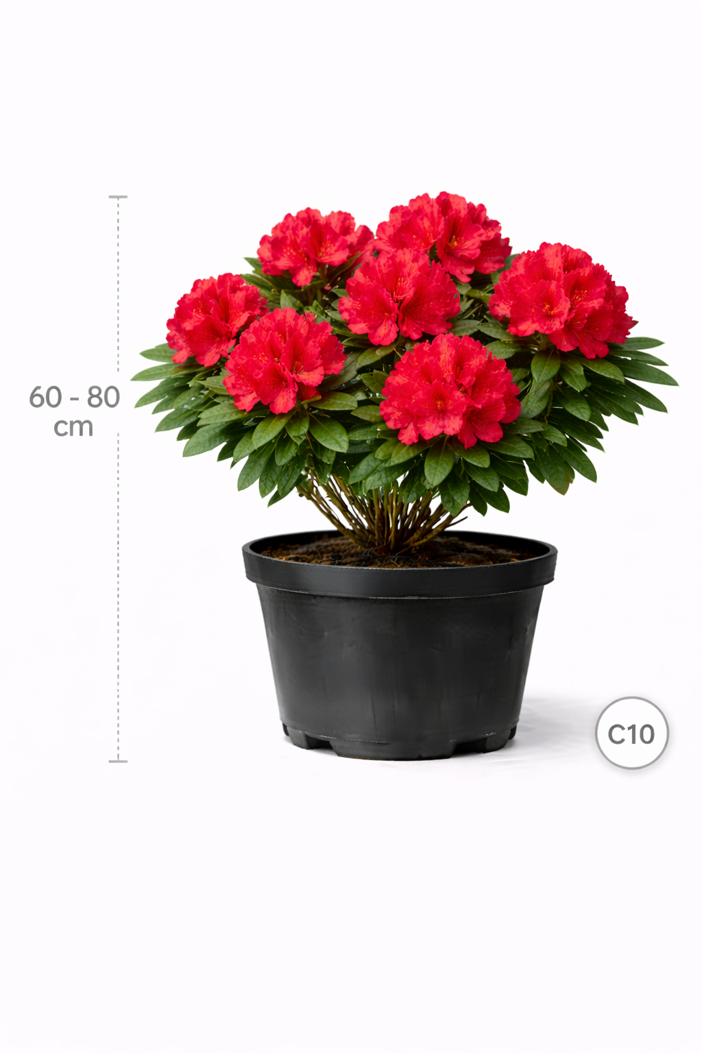 Rhodo (arbor.) 'Wilgen's Ruby' 60 - 80 C10