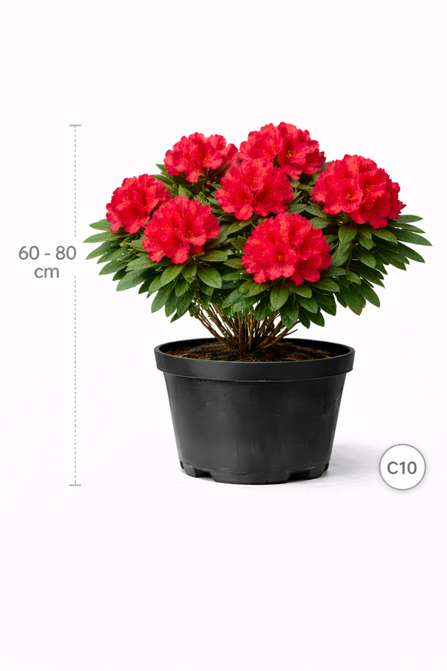 Rhodo (arbor.) 'Wilgen's Ruby' 60 - 80 C10
