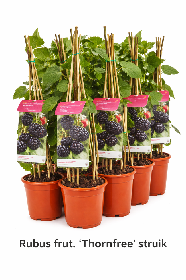 Rubus frut. 'Thornfree' struik