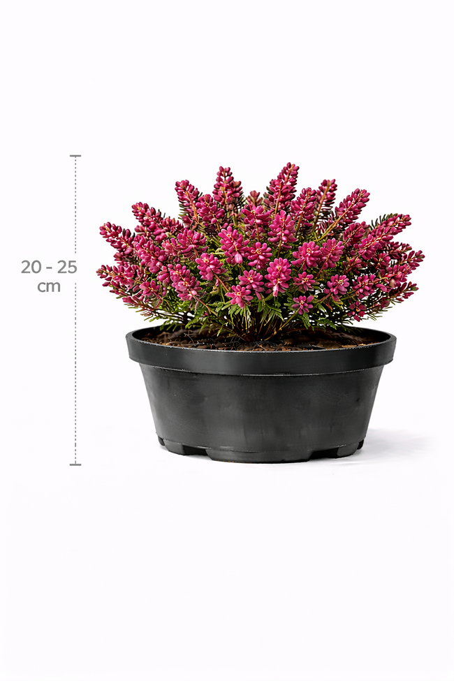 Erica darleyensis rood 20 - 25