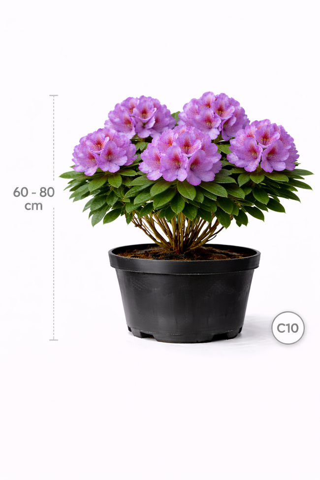 Rhodo (catawb.) 'Grandiflorum' 60 - 80 C10
