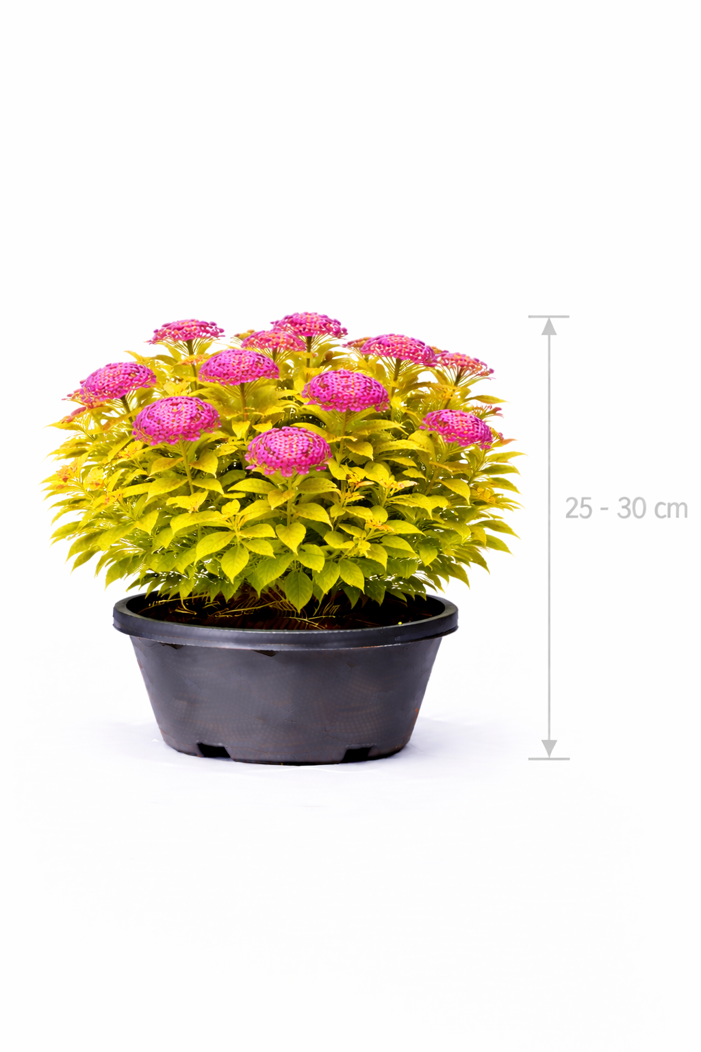 Spiraea jap. 'Goldmound' 25 - 30