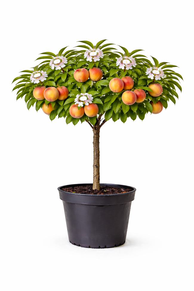Prunus pers. 'Suncrest' halfstam c7.5