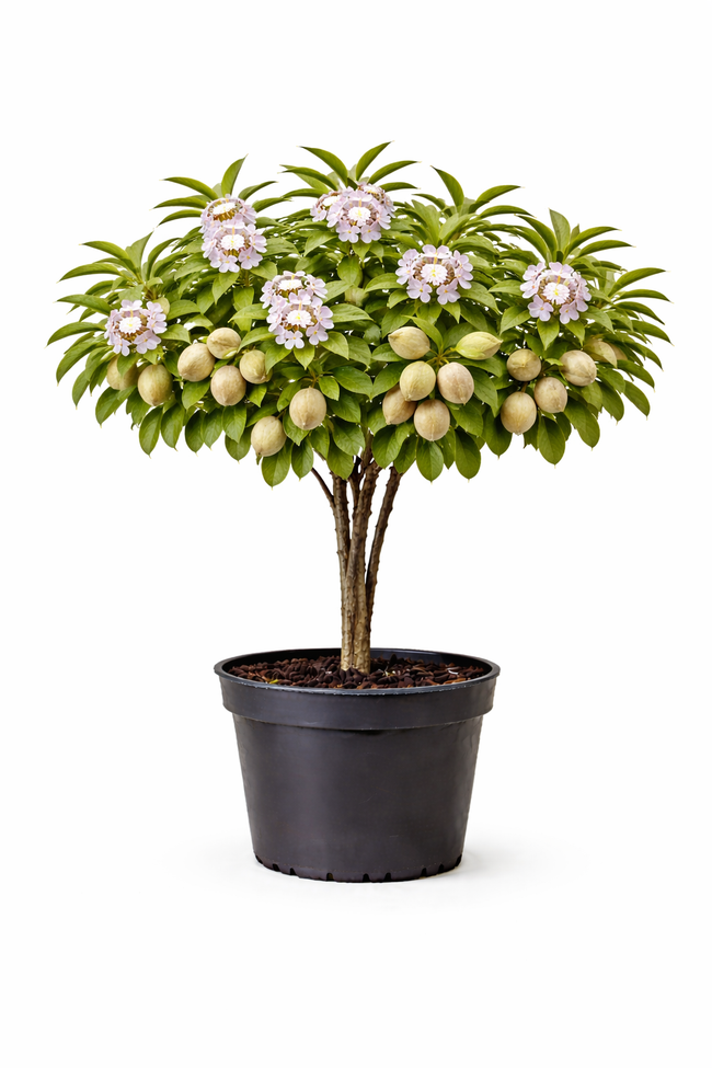 Prunus dulcis amandel struik c7.5