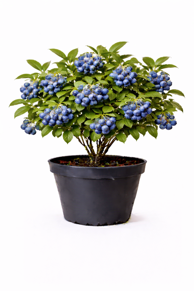 Vaccinium corymbosum 30 - 40