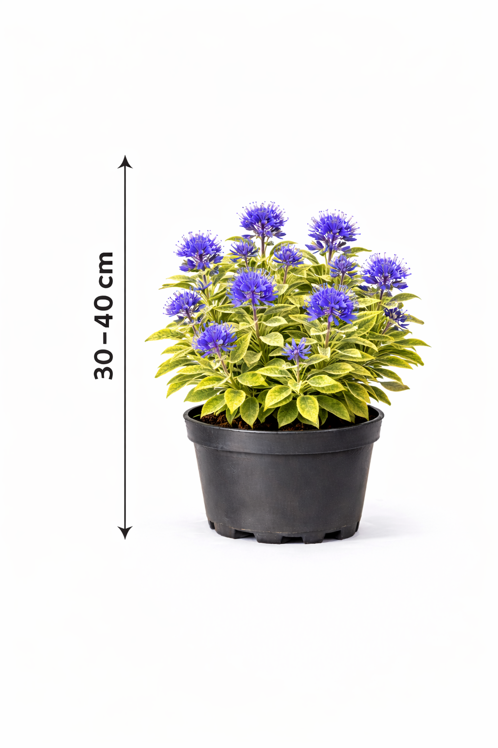 Caryopteris cland. 'Worcester Gold' 30 - 40