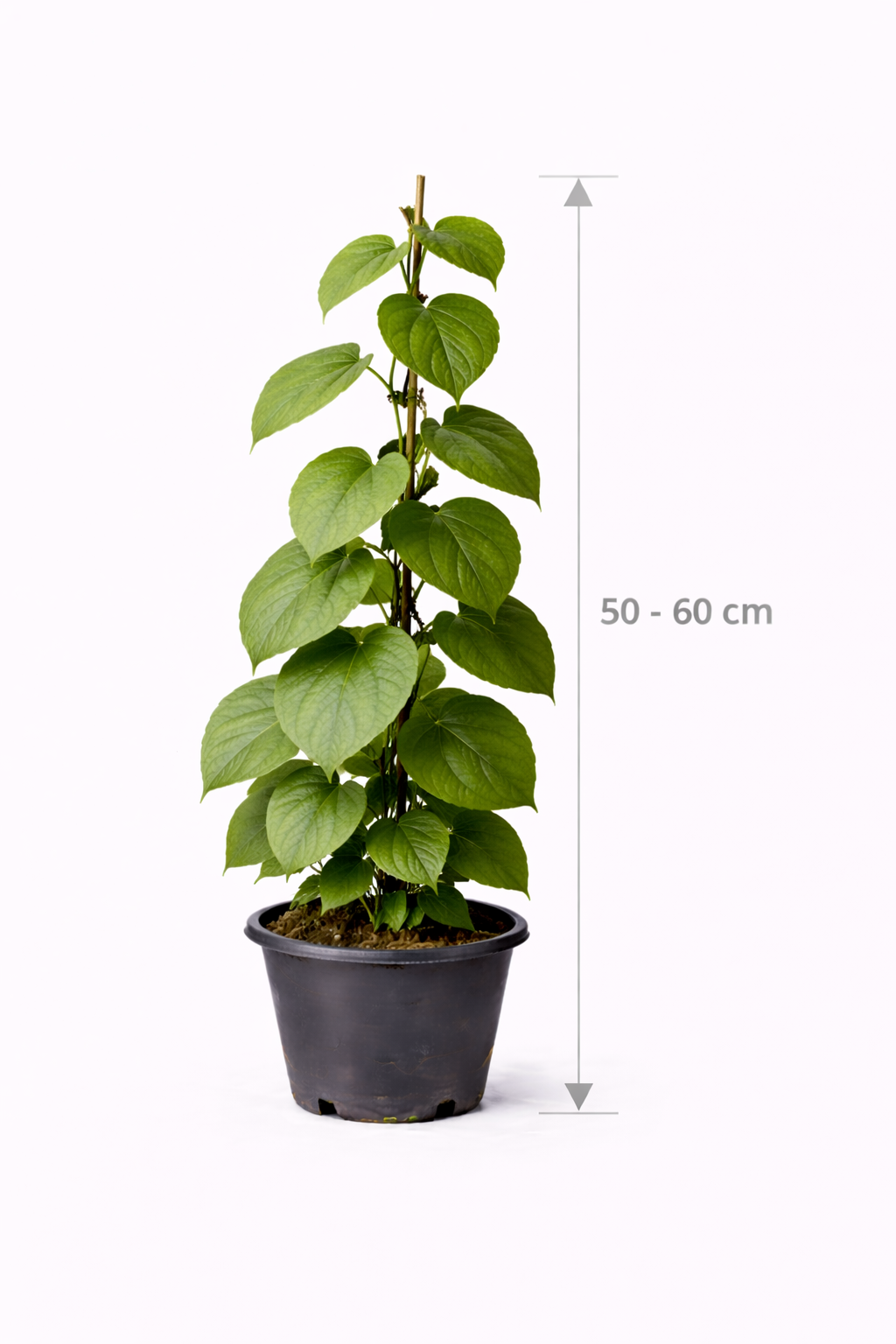 Actinidia deliciosa 'Hayward' 50 - 60
