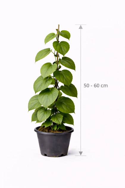 Actinidia deliciosa 'Hayward' 50 - 60