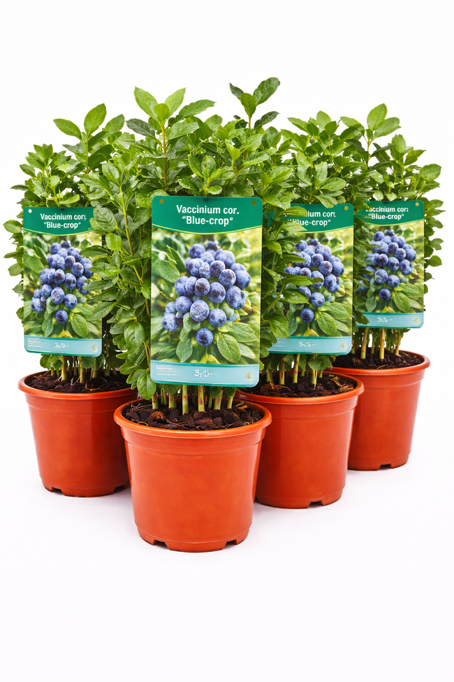 Vaccinium cor. 'Bluecrop' 30 - 40