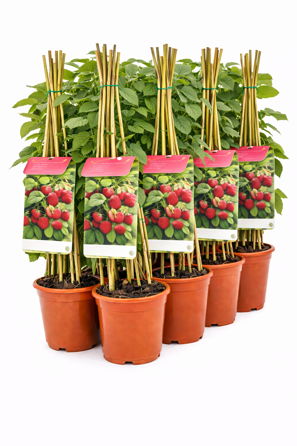 Rubus id. twotimer 'Sugana Red' struik