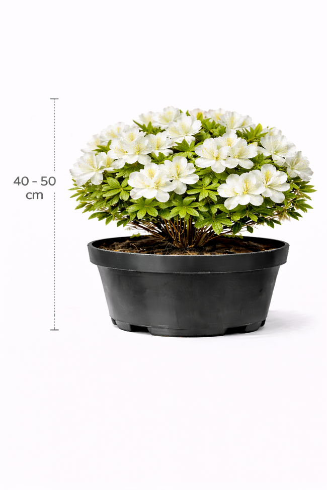 Azalea mollis wit 40 - 50 C3