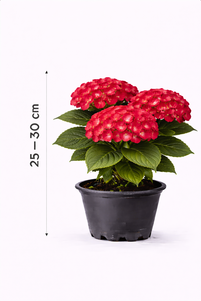 Hydrangea macr. 'Red Baron' 25 - 30