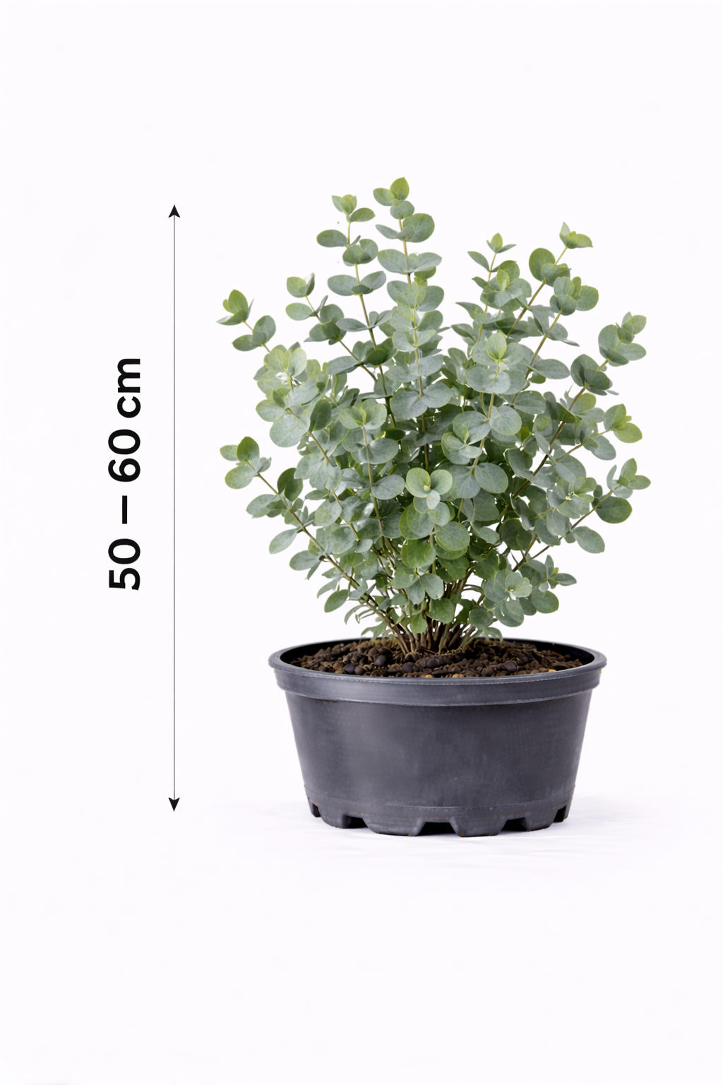 Eucalyptus gunnii 50 - 60