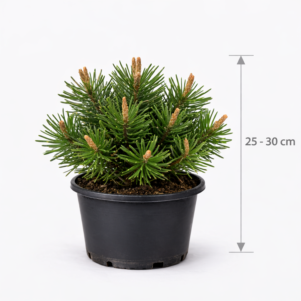 Pinus nigra 'Brepo' 25 - 30 C8