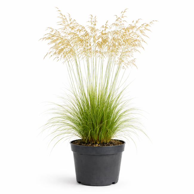 Stipa gigantea C3