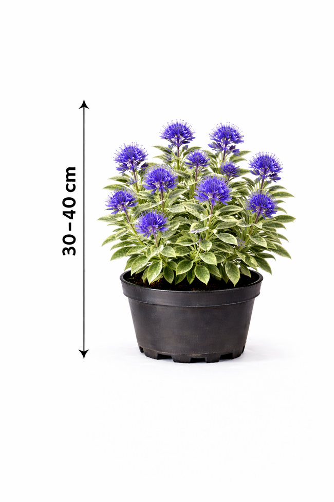 Caryopteris cland. 'White Surprise' 30 - 40