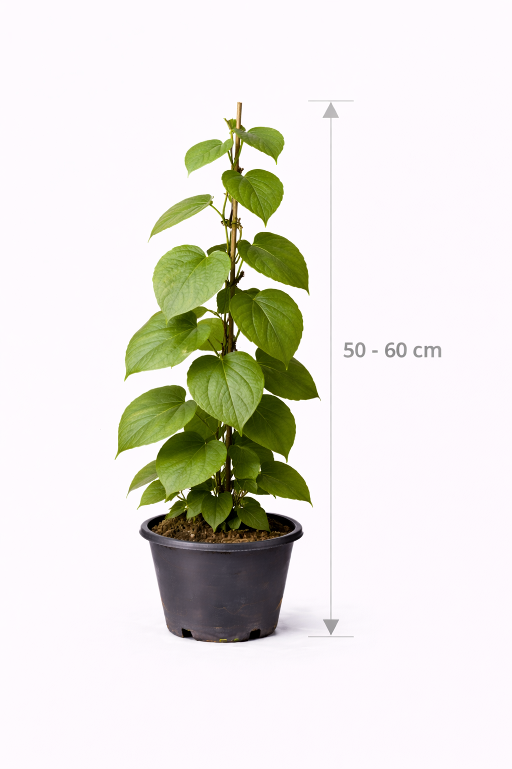 Actinidia deliciosa 'Golden Kiwi' 50 - 60