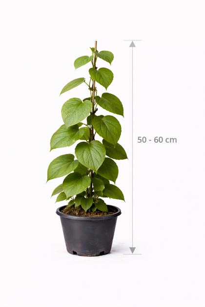 Actinidia deliciosa 'Golden Kiwi' 50 - 60