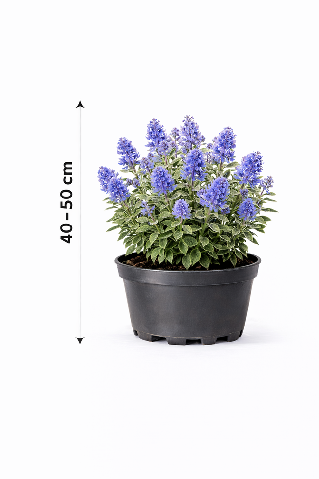 Ceanothus hybr. 'Burkwoodii' 40 - 50