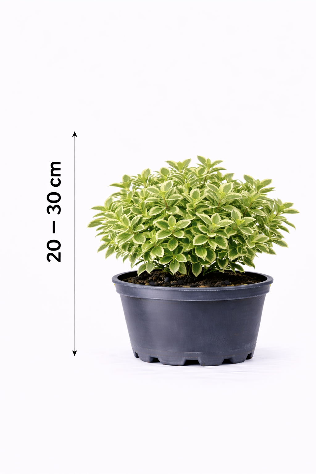 Euonymus fort. 'Em. Gaiety' 20 - 30