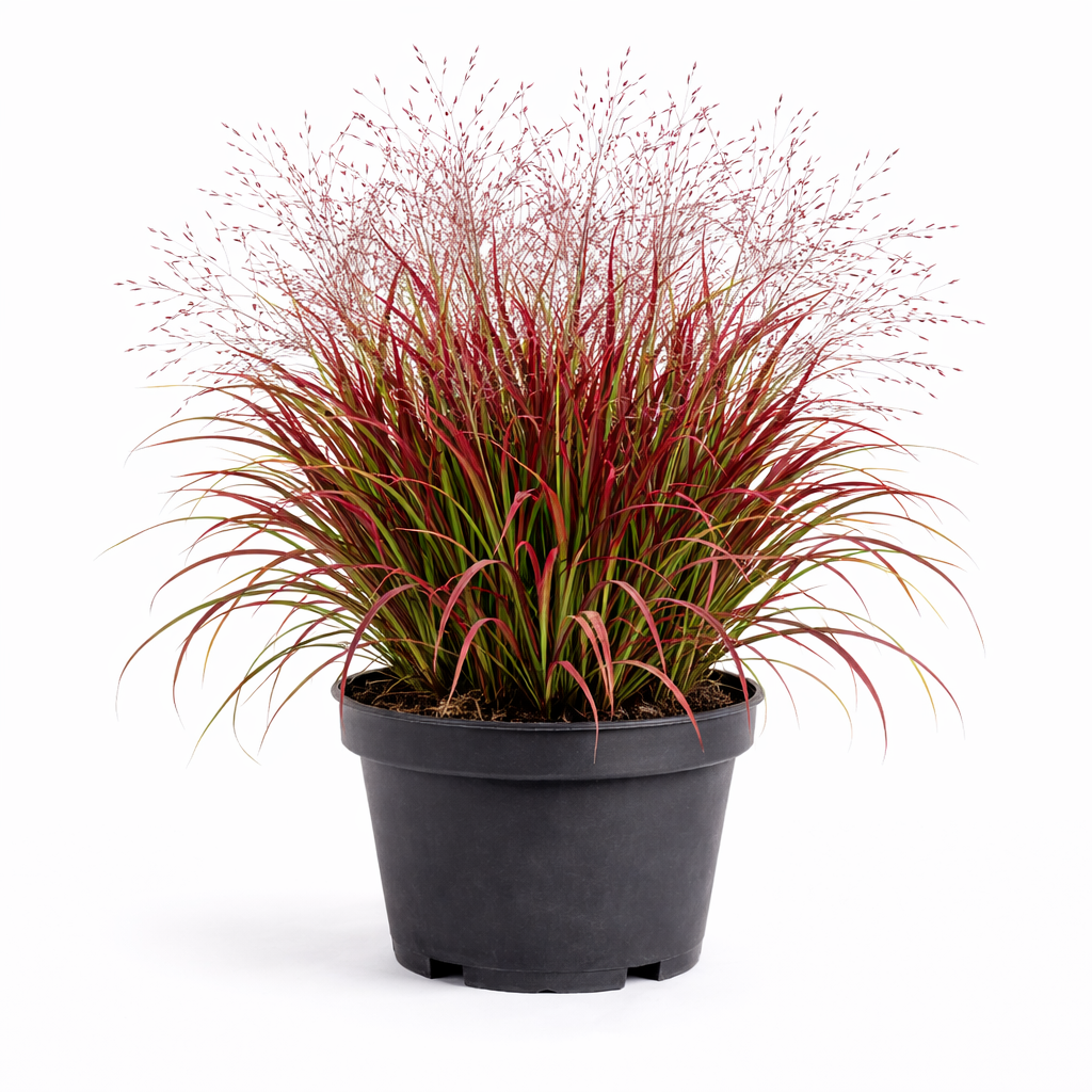 Panicum virg. 'Shenandoah' C3