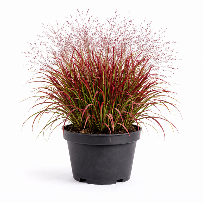 Panicum virg. 'Shenandoah' C3