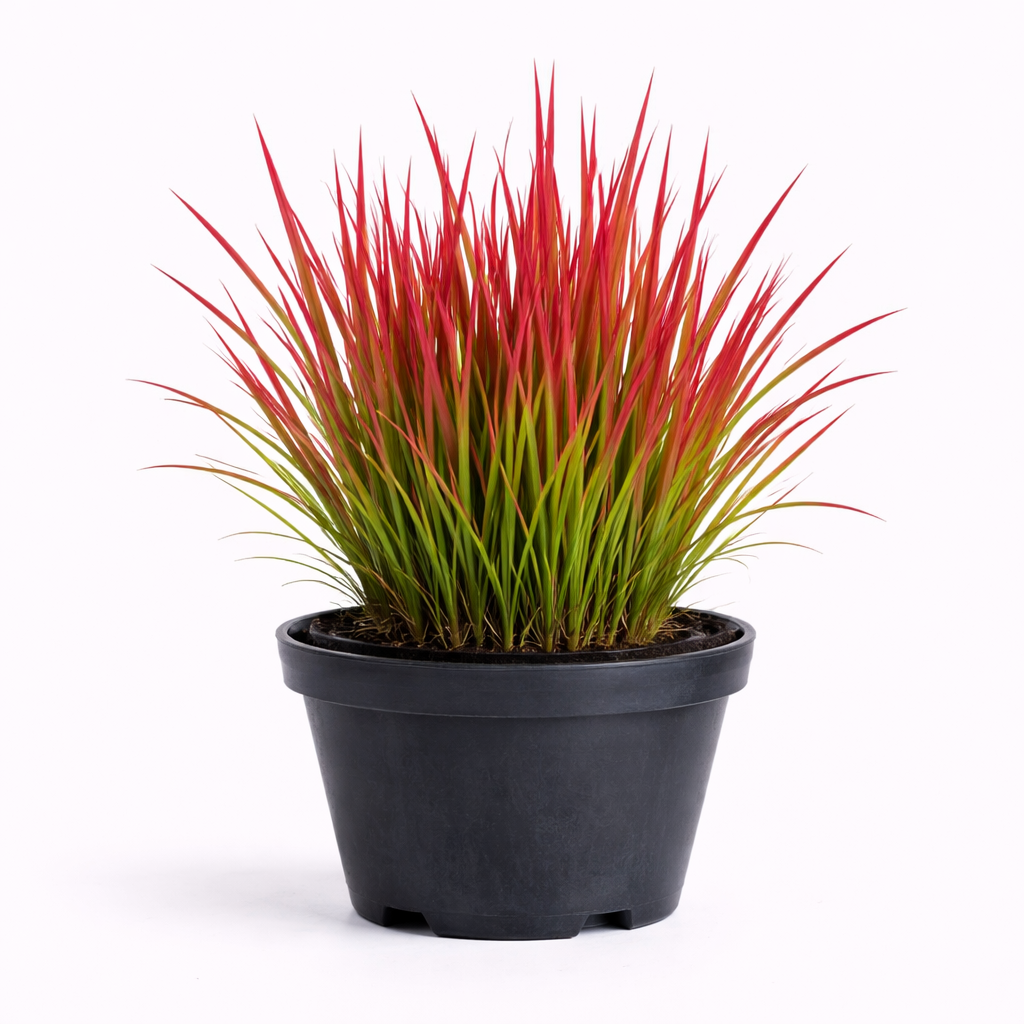 Imperata cyl. 'Red Baron' C3