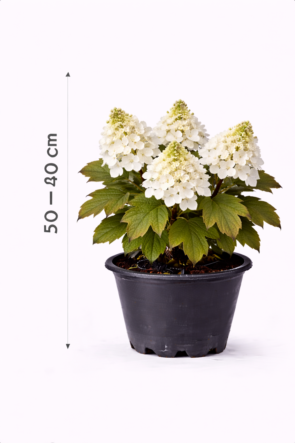 Hydrangea querc. 'Sike's Dwarf' 30 - 40