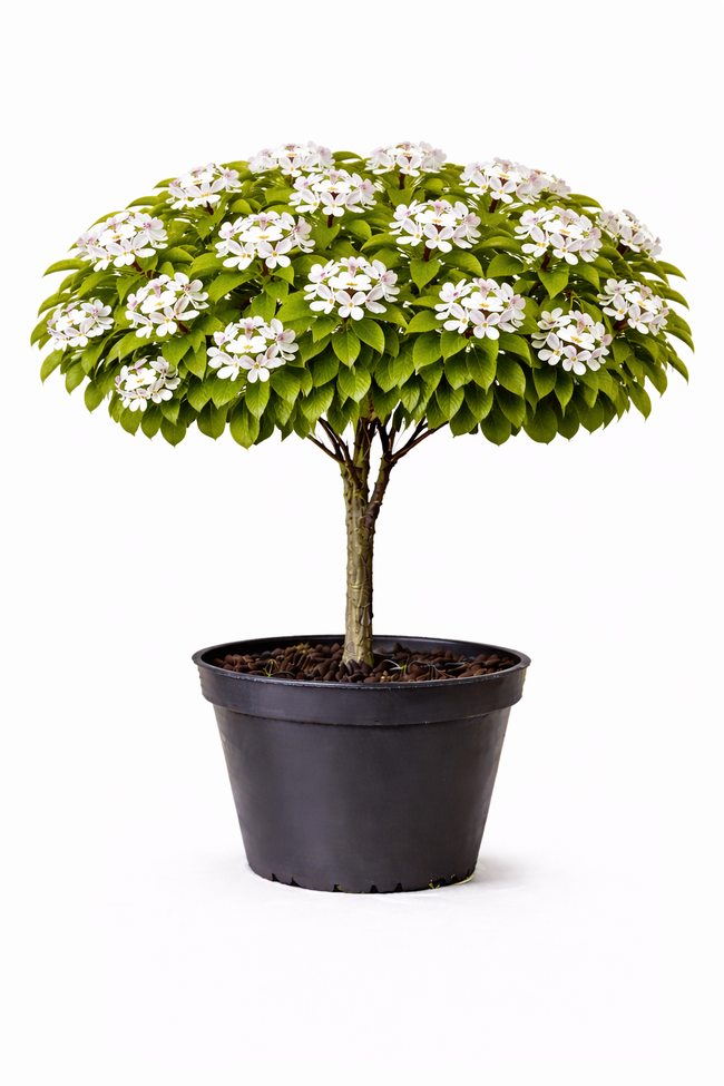 Pyrus pyrif. struik C7.5
