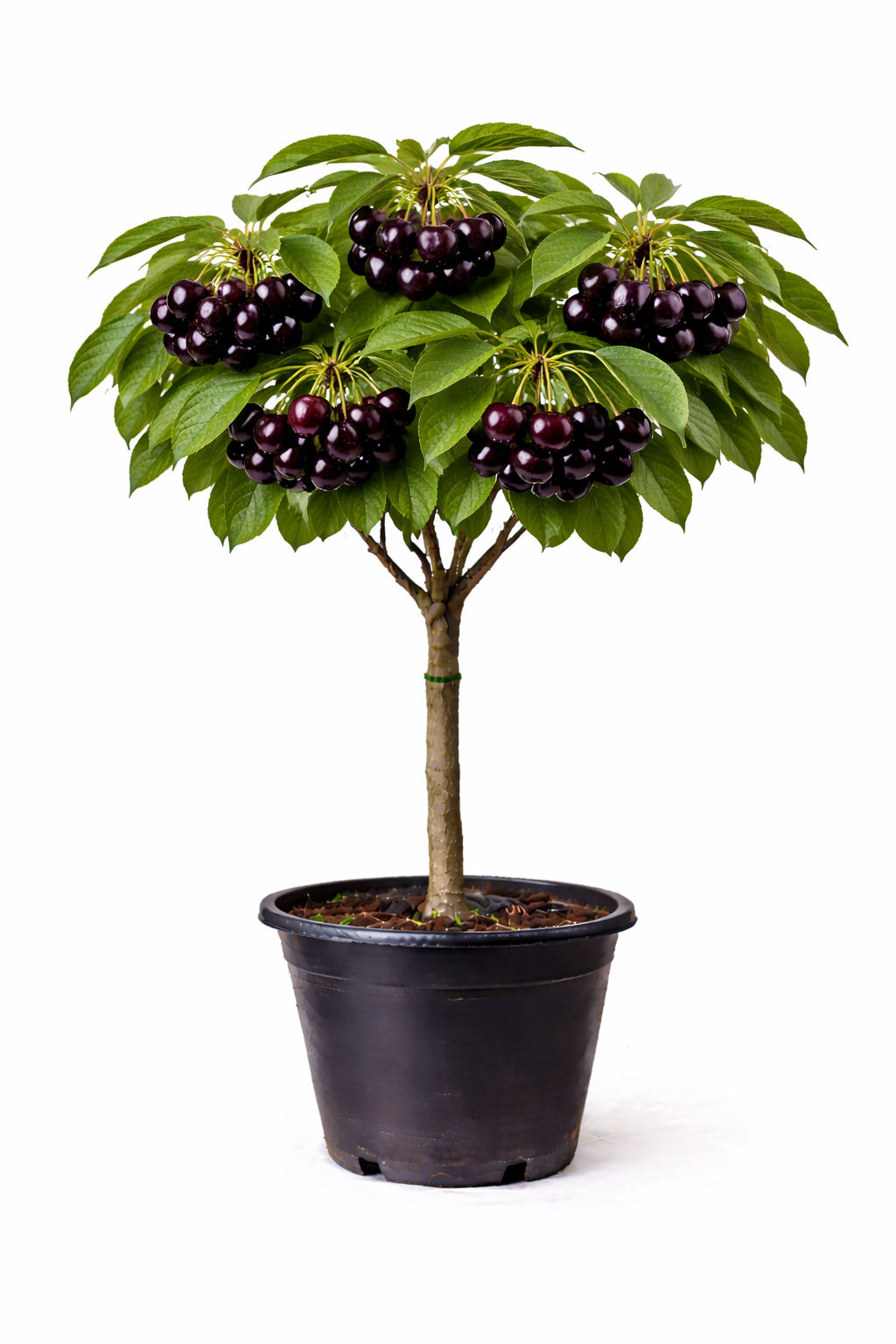 Prunus av. 'Bigar. Noir' halfstam C7.5