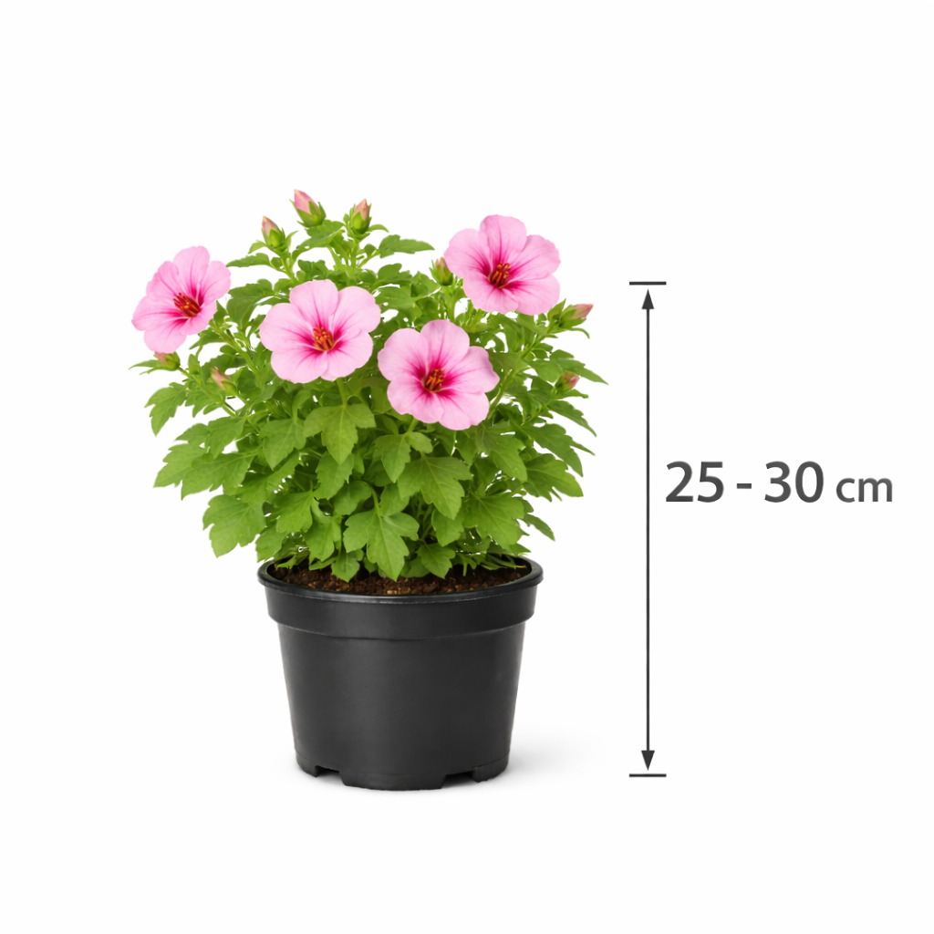 Lavatera hybr. 'Bredon Springs' 25 - 30