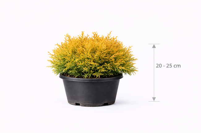 Thuja occ. 'Rheingold' 20 - 25