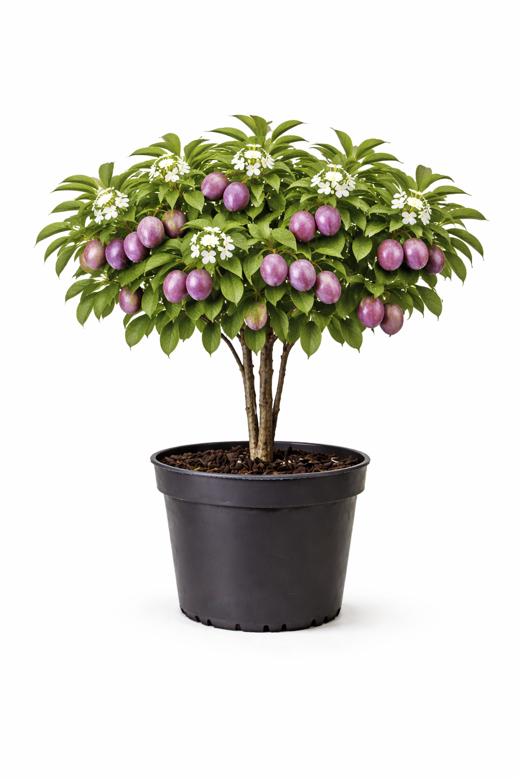 Prunus dom. 'R. Cl. d' Althan' struik c7.5