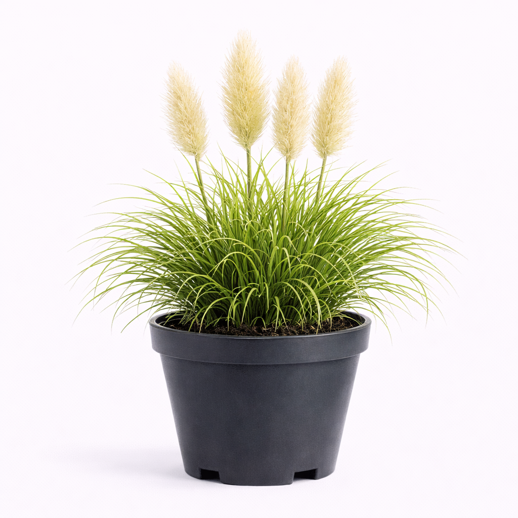 Cortaderia sell. 'Tiny Pampa' C3